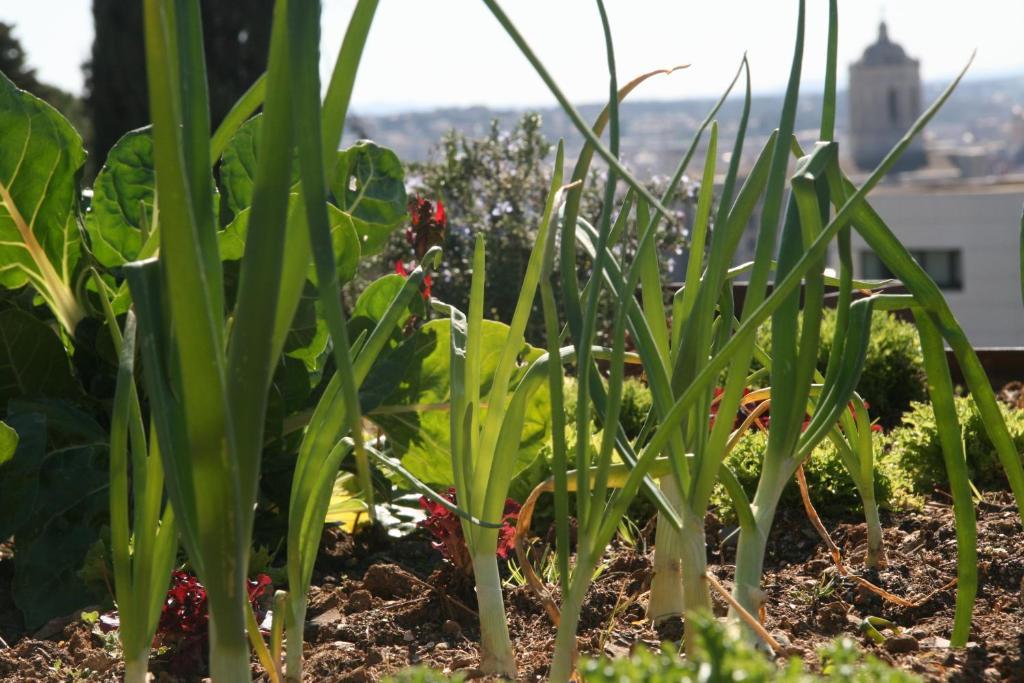 Villa Montjuic Girona Dış mekan fotoğraf